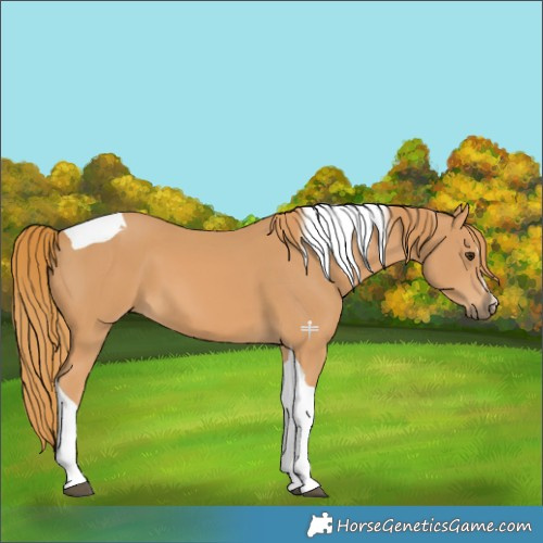 Horse Color:Chestnut Tobiano 