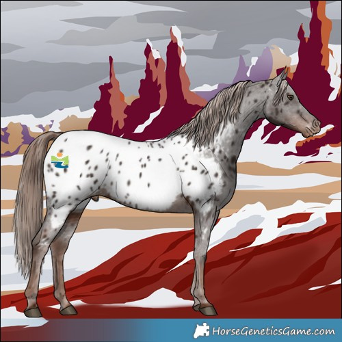 Horse Color:Liver Chestnut Appaloosa 