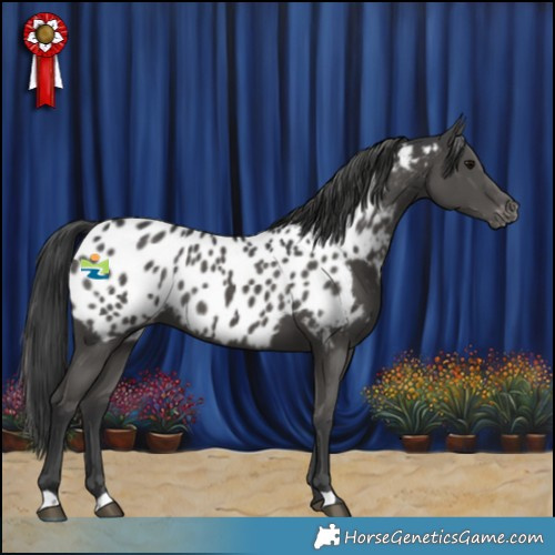 Horse Color:Black Appaloosa 