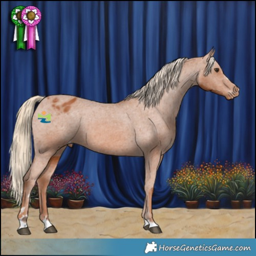 Horse Color:Chestnut Appaloosa 