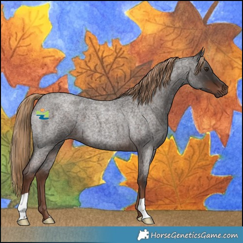 Horse Color:Liver Red Roan 