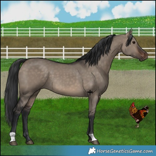 Horse Color:Brown Dun 