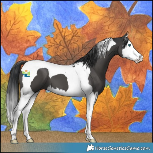 Horse Color:Black Splash Tobiano 