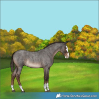 Horse Color:Liver Red Roan Splash