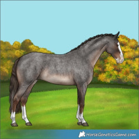 Horse Color:Liver Red Roan Splash 