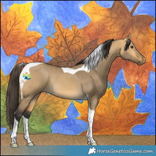 Horse Color:Buckskin Dun Tobiano Rabicano 