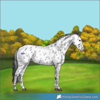 Horse Color:Blue Roan Leopard 