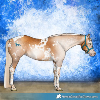 Horse Color:Gray White Spotted Gold Cream Champagne Tobiano 