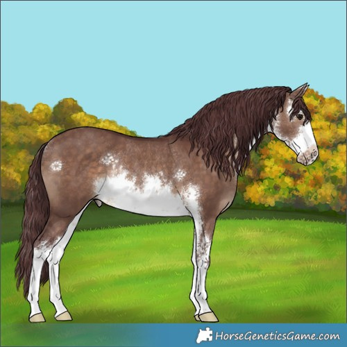 Horse Color:White Spotted Chocolate Brown Dun Rabicano 