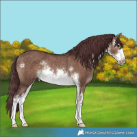 Horse Color:White Spotted Chocolate Brown Dun Rabicano