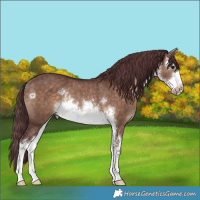 Horse Color:White Spotted Chocolate Brown Dun Rabicano 