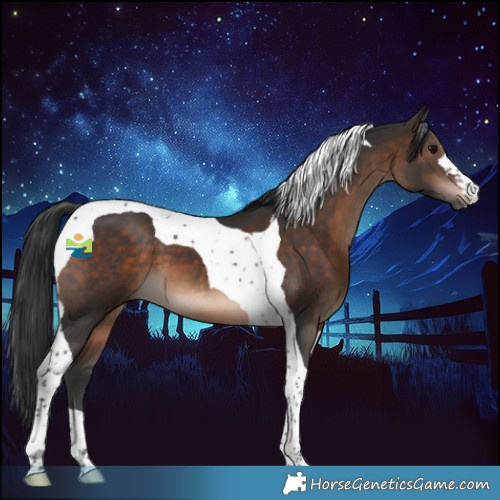 Horse Color:Brown Tobiano 