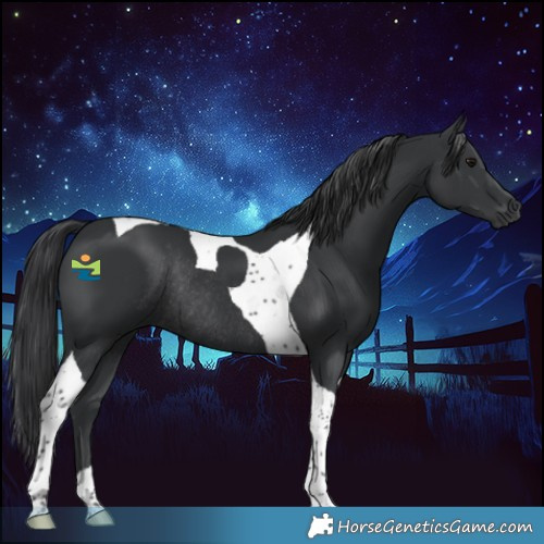 Horse Color:Black Tobiano Rabicano 