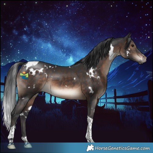 Horse Color:White Spotted Brown Tobiano 