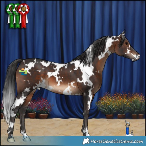 Horse Color:White Spotted Brown 