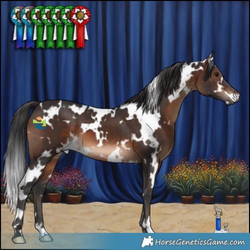 Horse Color:White Spotted Brown 