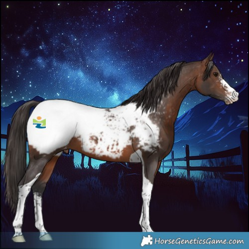 Horse Color:Brown Sabino Tobiano Snowcap 