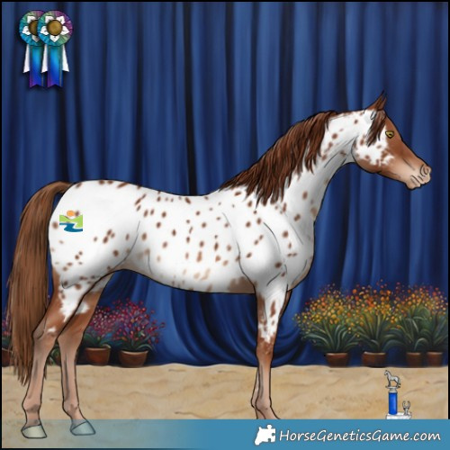 Horse Color:Chestnut Appaloosa 