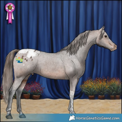 Horse Color:Brown Tobiano Appaloosa 