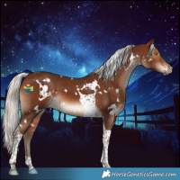 Horse Color:White Spotted Silver Bay Tobiano 