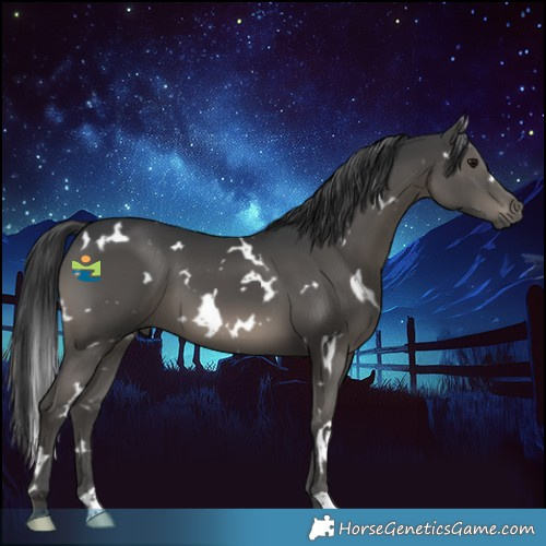 Horse Color:White Spotted Black 