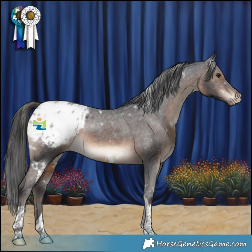 Horse Color:White Spotted Brown Tobiano Appaloosa 