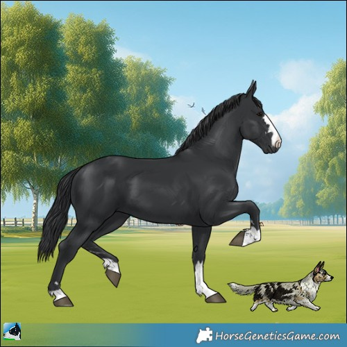 Horse Color:Black 
