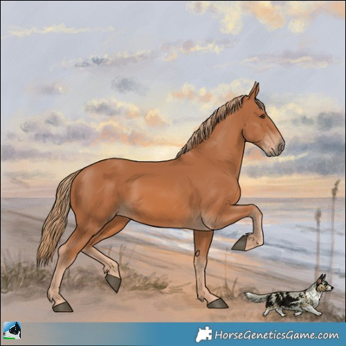 Horse Color:Chestnut 