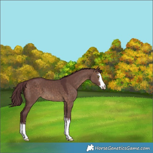 Horse Color:White Spotted Chocolate Brown Dun 