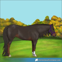 Horse Color:Liver Chestnut 