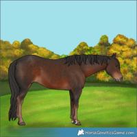 Horse Color:Liver Chestnut