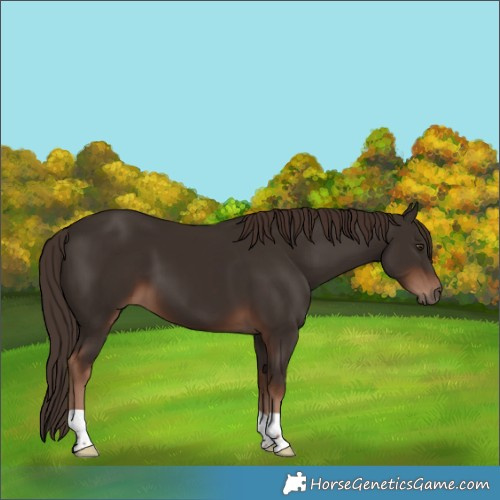 Horse Color:Liver Chestnut 