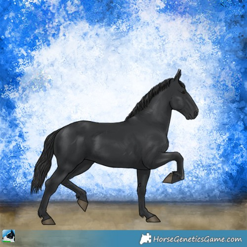Horse Color:Black 