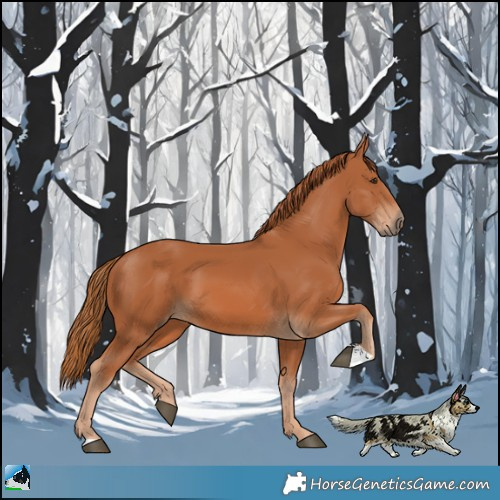 Horse Color:Chestnut 