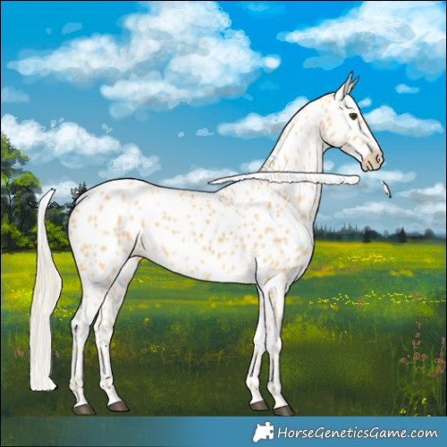 Horse Color:Palomino Appaloosa 