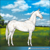 Horse Color:Palomino Leopard 