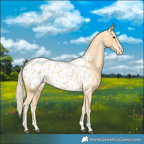 Horse Color:Palomino Appaloosa 