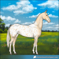 Horse Color:Palomino Blanket 