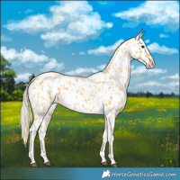 Horse Color:Palomino Appaloosa
