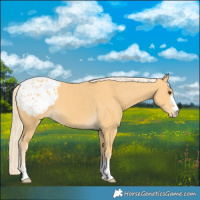 Horse Color:Palomino Blanket 