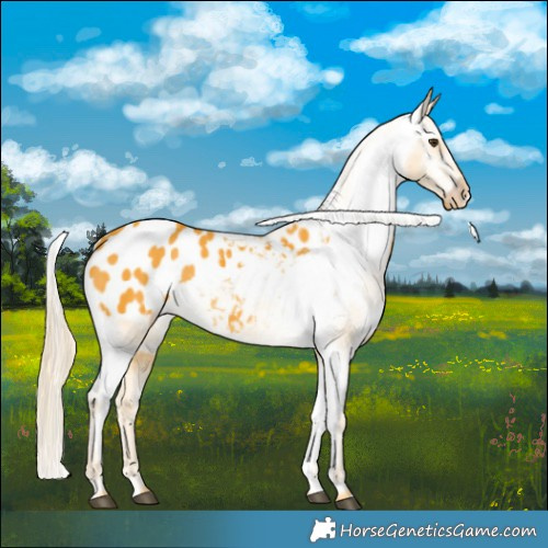 Horse Color:Palomino Appaloosa 