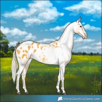 Horse Color:Palomino Appaloosa 