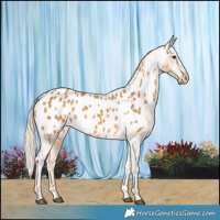 Horse Color:Palomino Blanket 