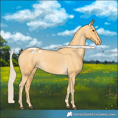 Horse Color:Palomino Appaloosa 