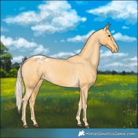 Horse Color:Palomino Varnish 
