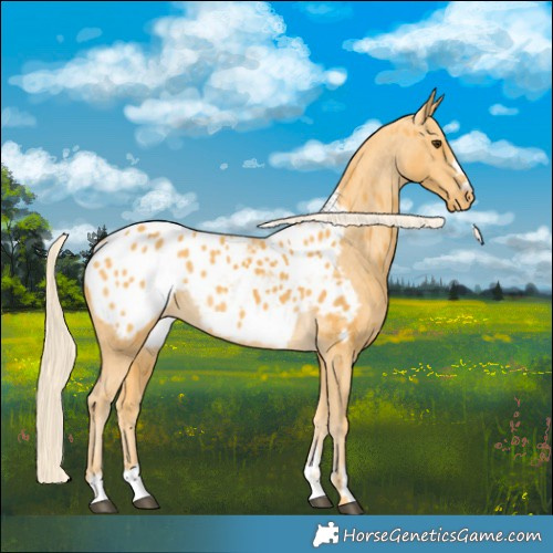Horse Color:Palomino Appaloosa 