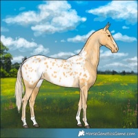 Horse Color:Palomino Appaloosa