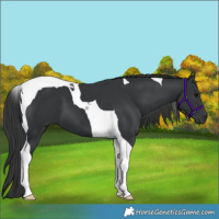 Horse Color:Black Tobiano