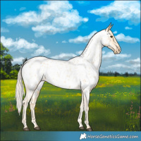 Horse Color:Palomino Near Leopard 