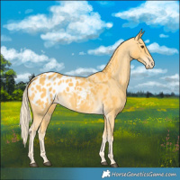 Horse Color:Palomino Appaloosa 